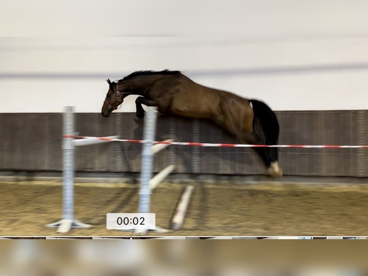 Zangersheider Gelding 5 years 16,3 hh Bay-Dark in Kevelaer