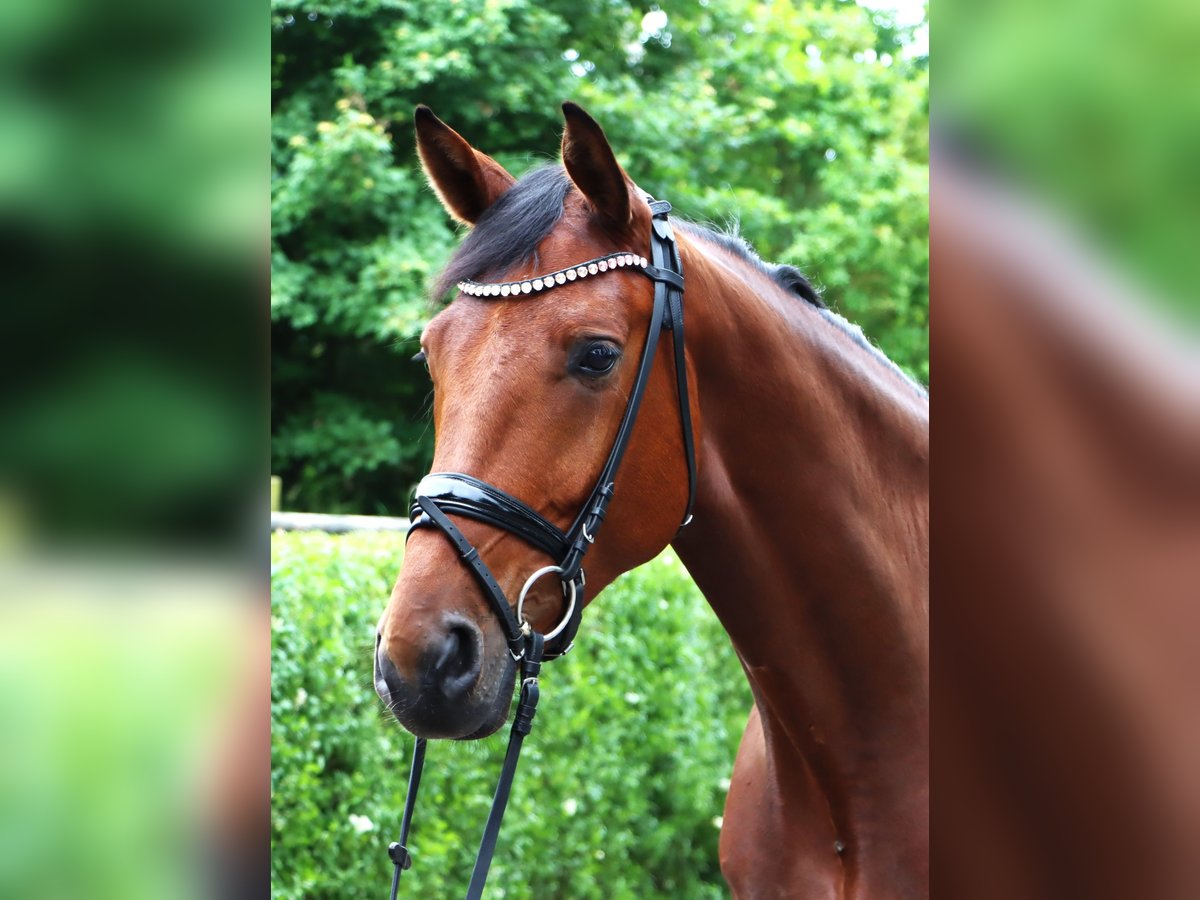 Zangersheider Gelding 5 years 16,3 hh Brown in Tarmstedt