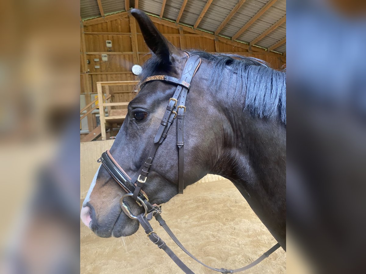 Zangersheider Gelding 5 years 16 hh Bay-Dark in Pilsach