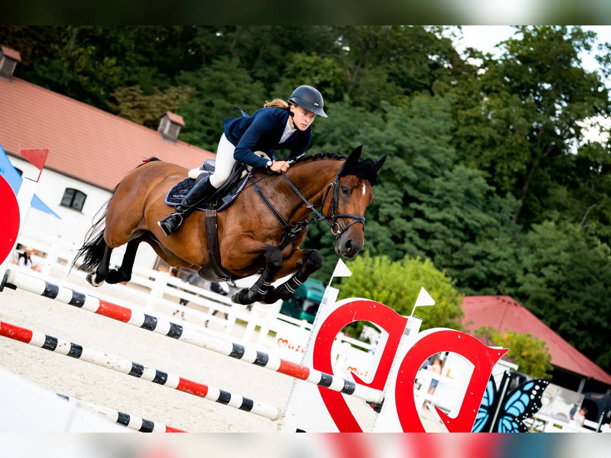 Zangersheider Gelding 5 years 16 hh Bay in &#x17B;yrard&#xF3;w