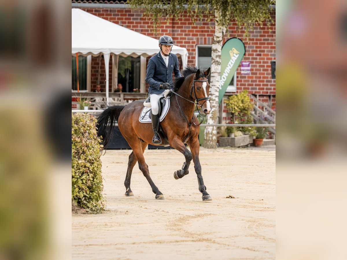 Zangersheider Gelding 5 years 16,1 hh Bay-Dark in Coesfeld