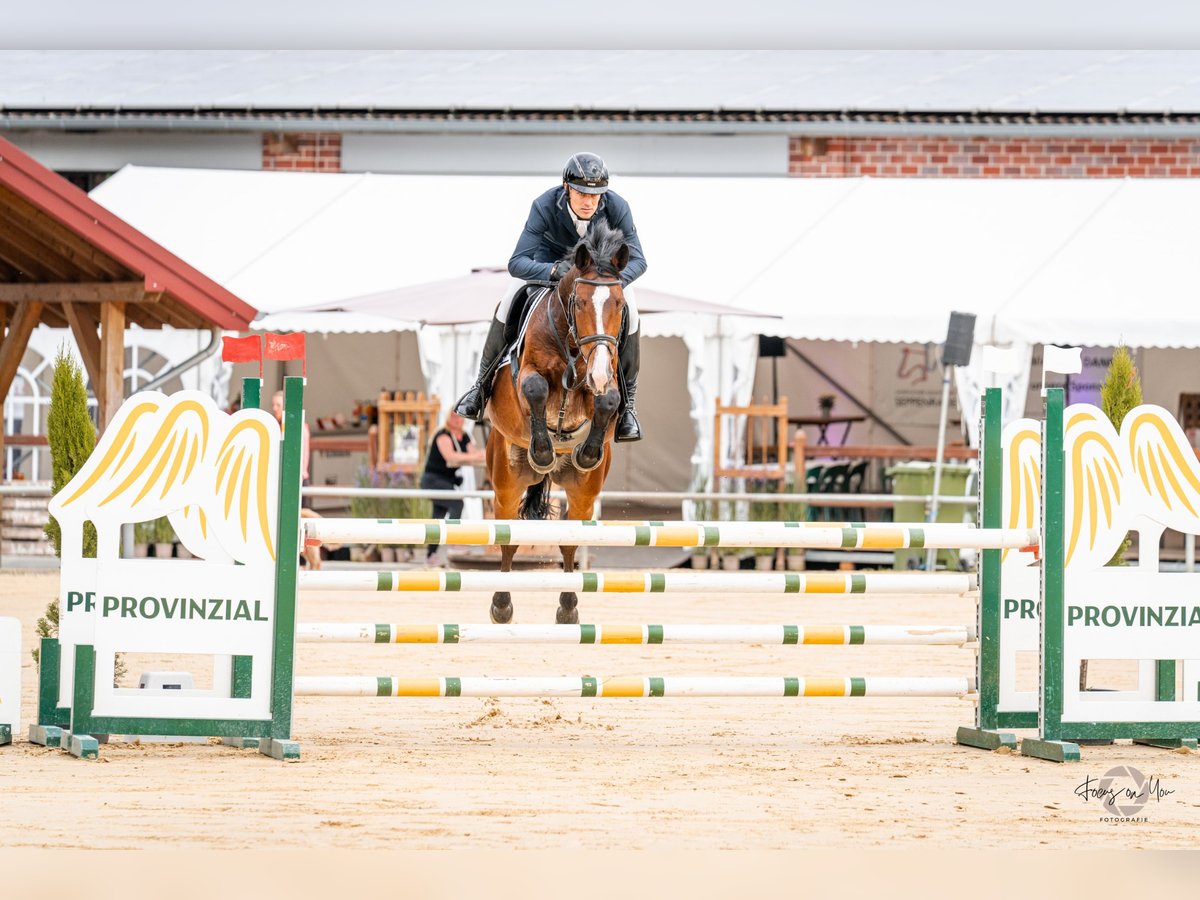 Zangersheider Gelding 5 years 16,1 hh Bay-Dark in Rhede