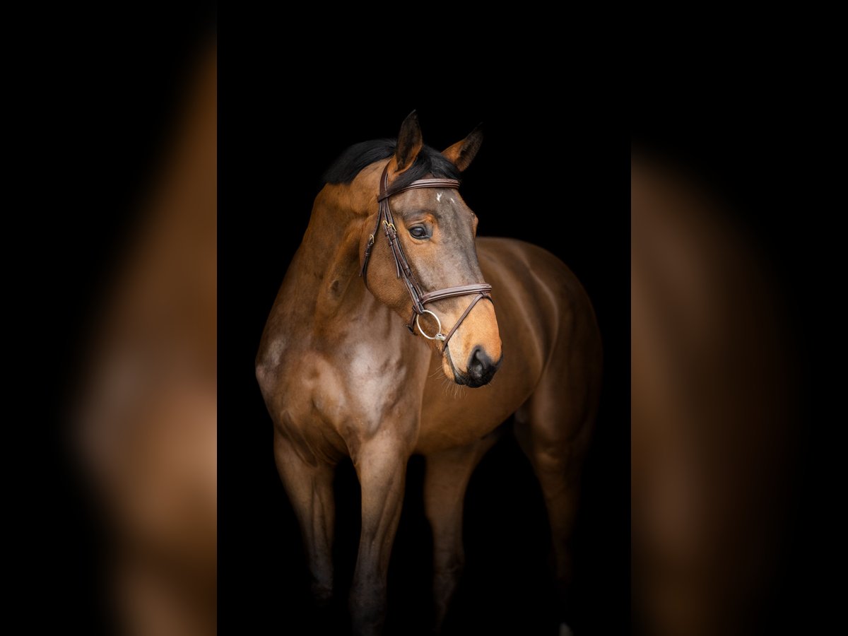 Zangersheider Gelding 5 years 16,1 hh Brown in Goch