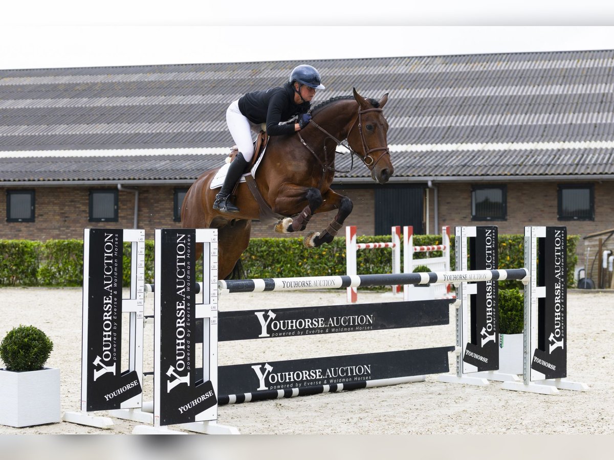Zangersheider Gelding 5 years 16,1 hh Brown in Waddinxveen