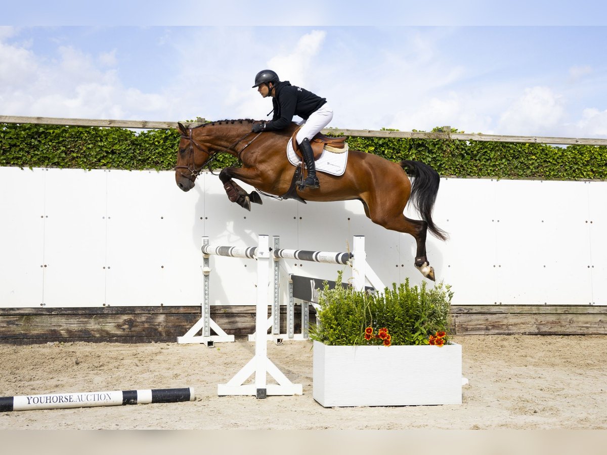 Zangersheider Gelding 5 years 16,2 hh Brown in Waddinxveen