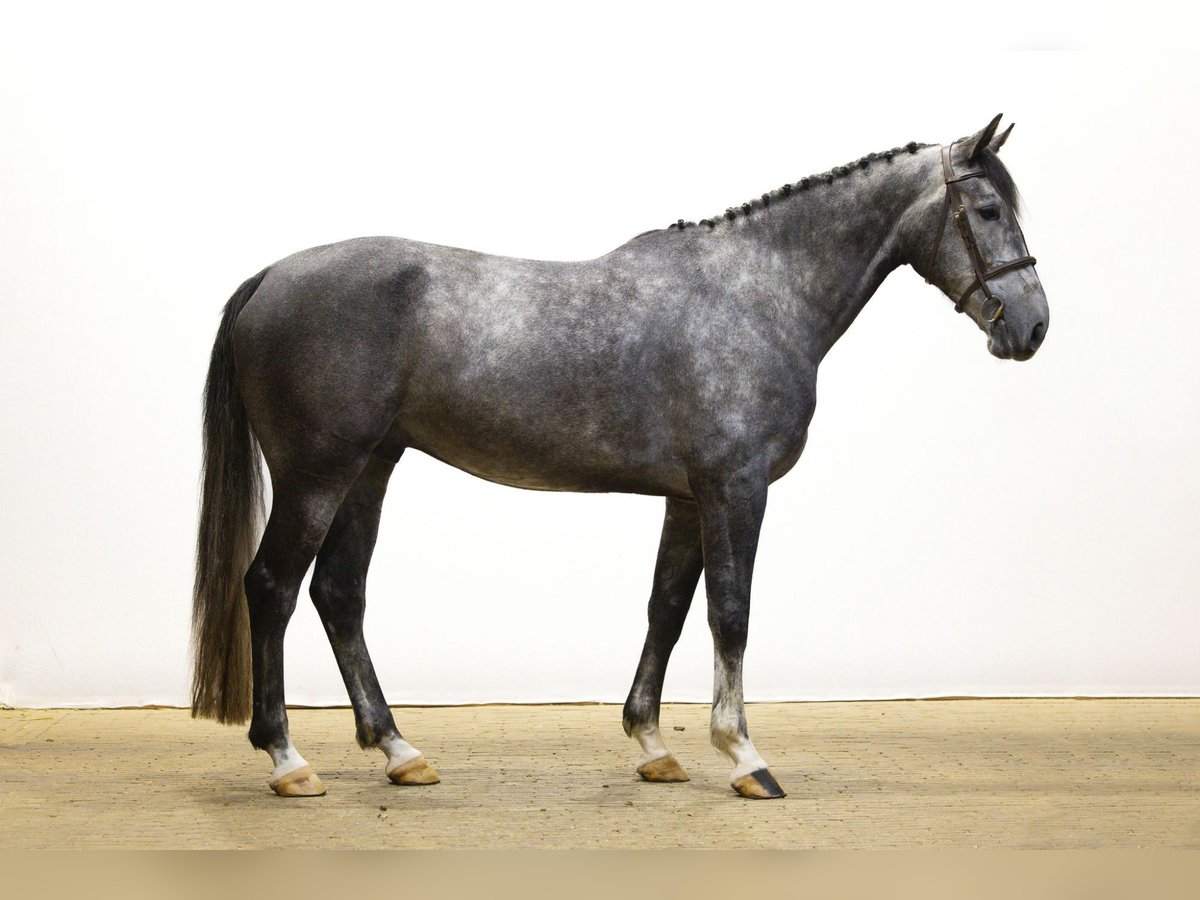 Zangersheider Gelding 5 years 16,2 hh Grey in Waddinxveen