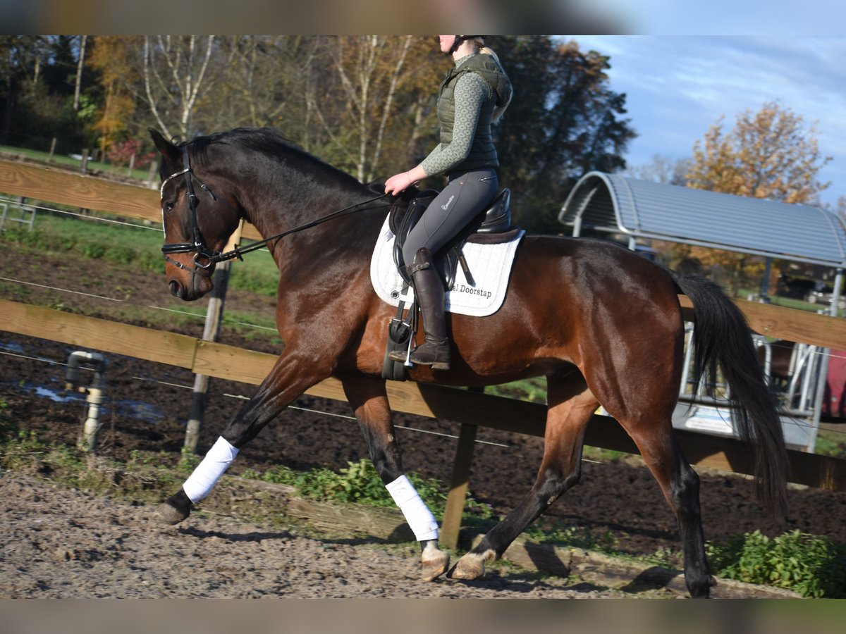 Zangersheider Gelding 5 years 16,3 hh Bay-Dark in Achtmaal