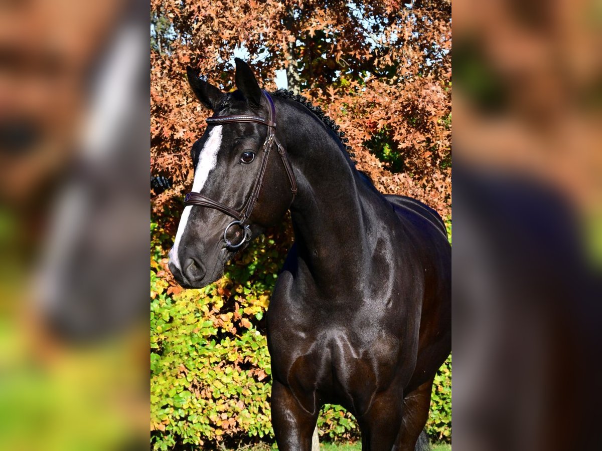 Zangersheider Gelding 5 years 16,3 hh Bay-Dark in Bladel
