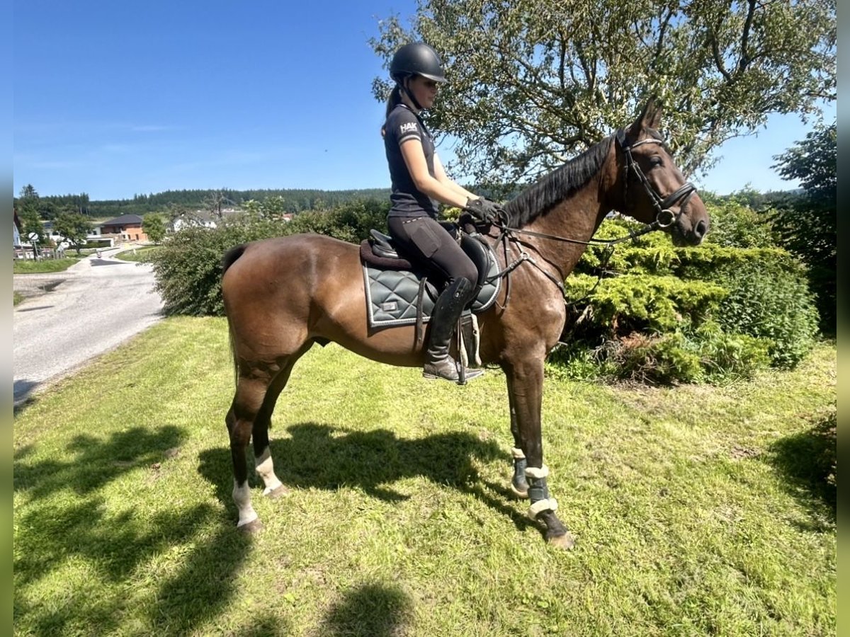Zangersheider Gelding 5 years 16,3 hh Bay-Dark in Pelmberg