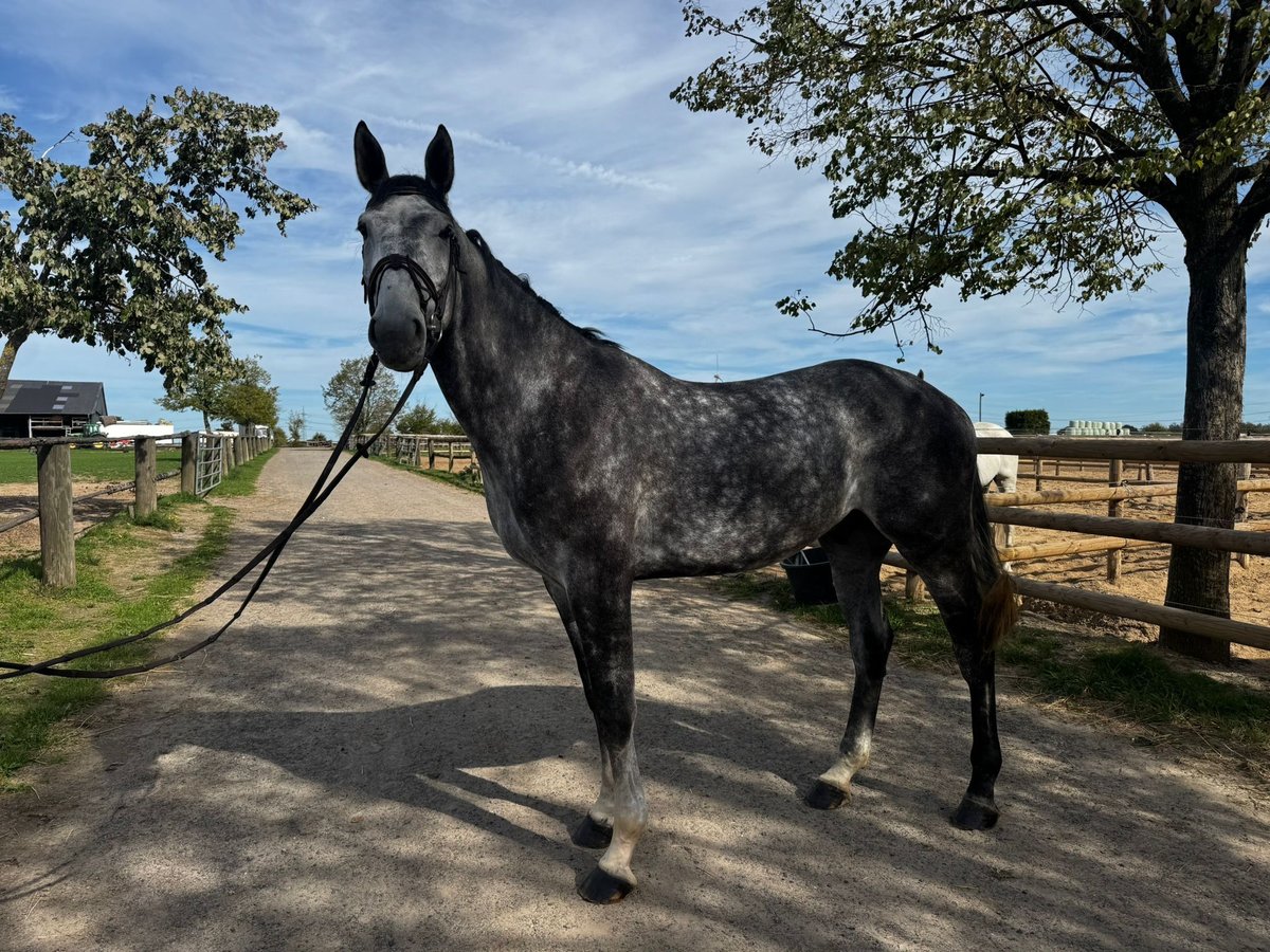 Zangersheider Gelding 5 years 16,3 hh Grey-Dapple in Grevenbroich
