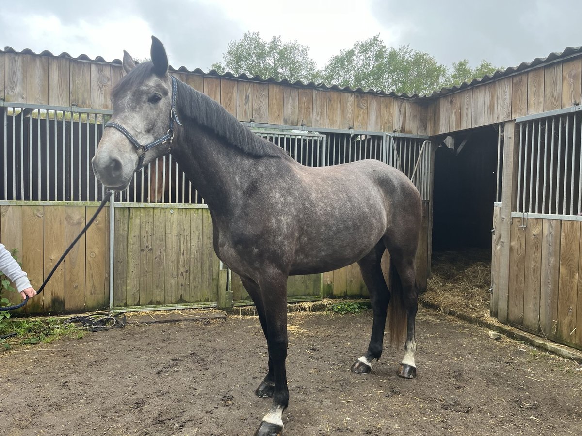 Zangersheider Gelding 5 years 17,2 hh Gray in La Chapelle-des-Marais