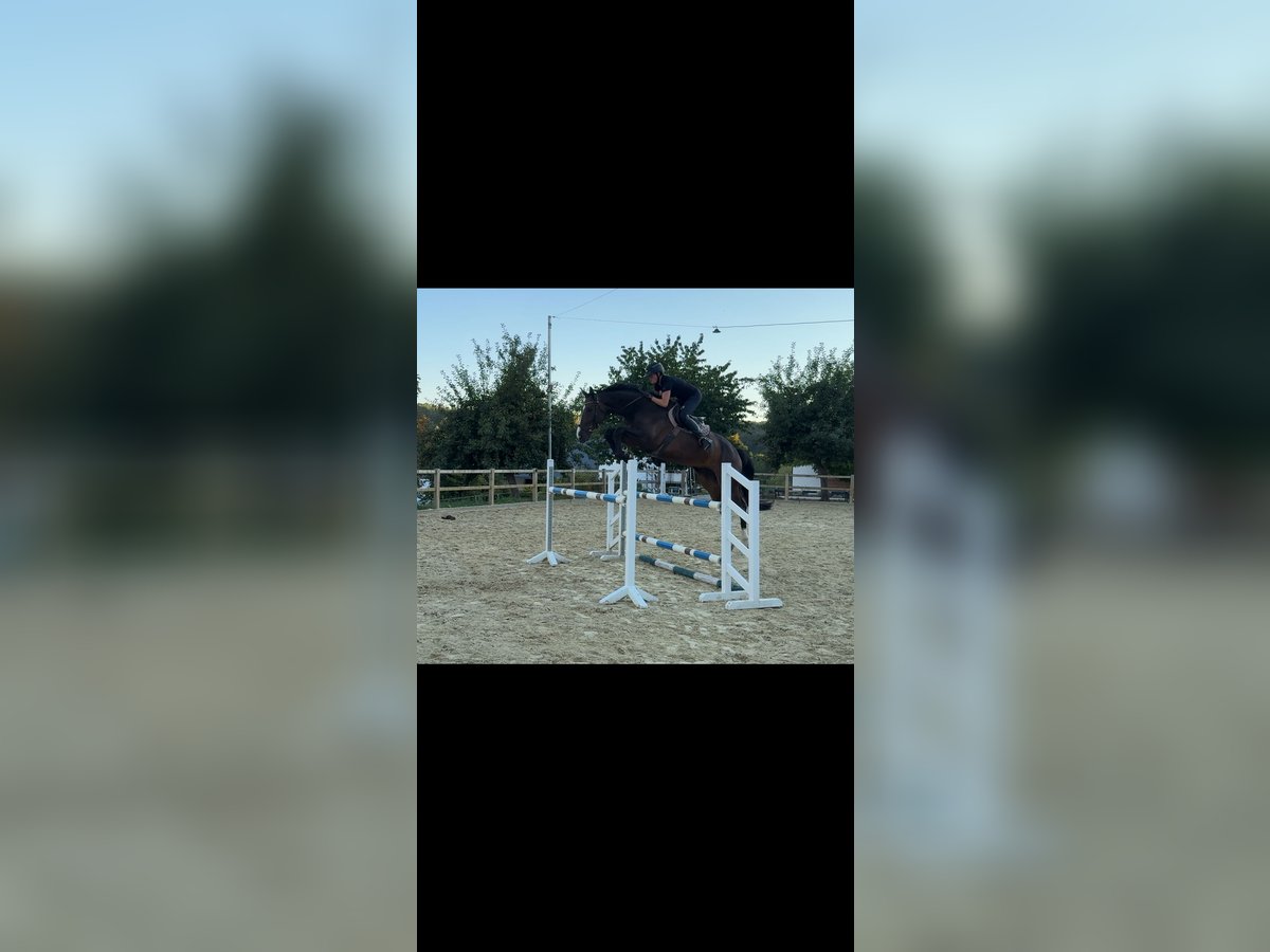 Zangersheider Gelding 5 years 17 hh Bay-Dark in Bad Driburg