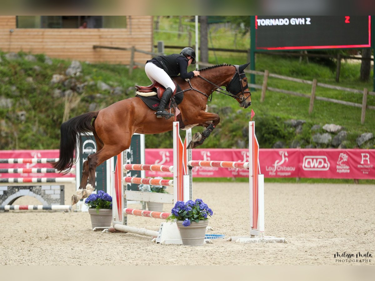 Zangersheider Gelding 5 years 17 hh Bay in Emmen