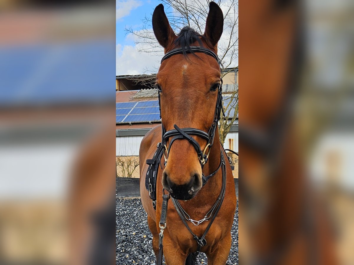 Zangersheider Gelding 5 years 17 hh Brown in Wörrstadt