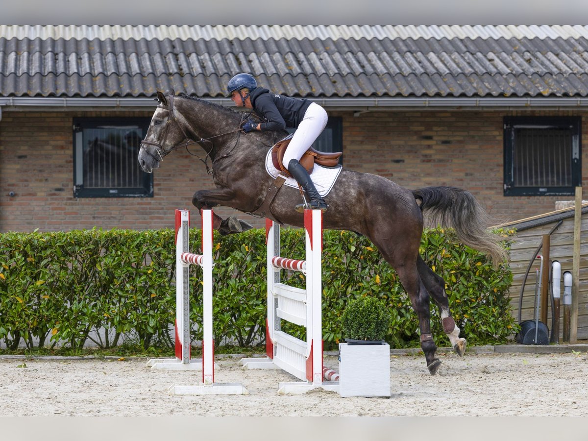 Zangersheider Gelding 5 years 17 hh Chestnut in Waddinxveen