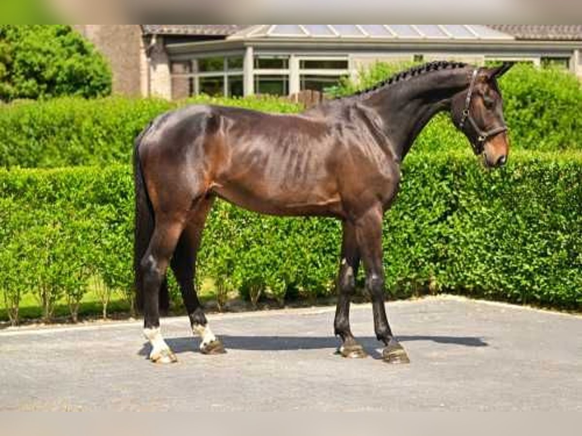 Zangersheider Gelding 5 years 17,1 hh Bay-Dark in Bladel