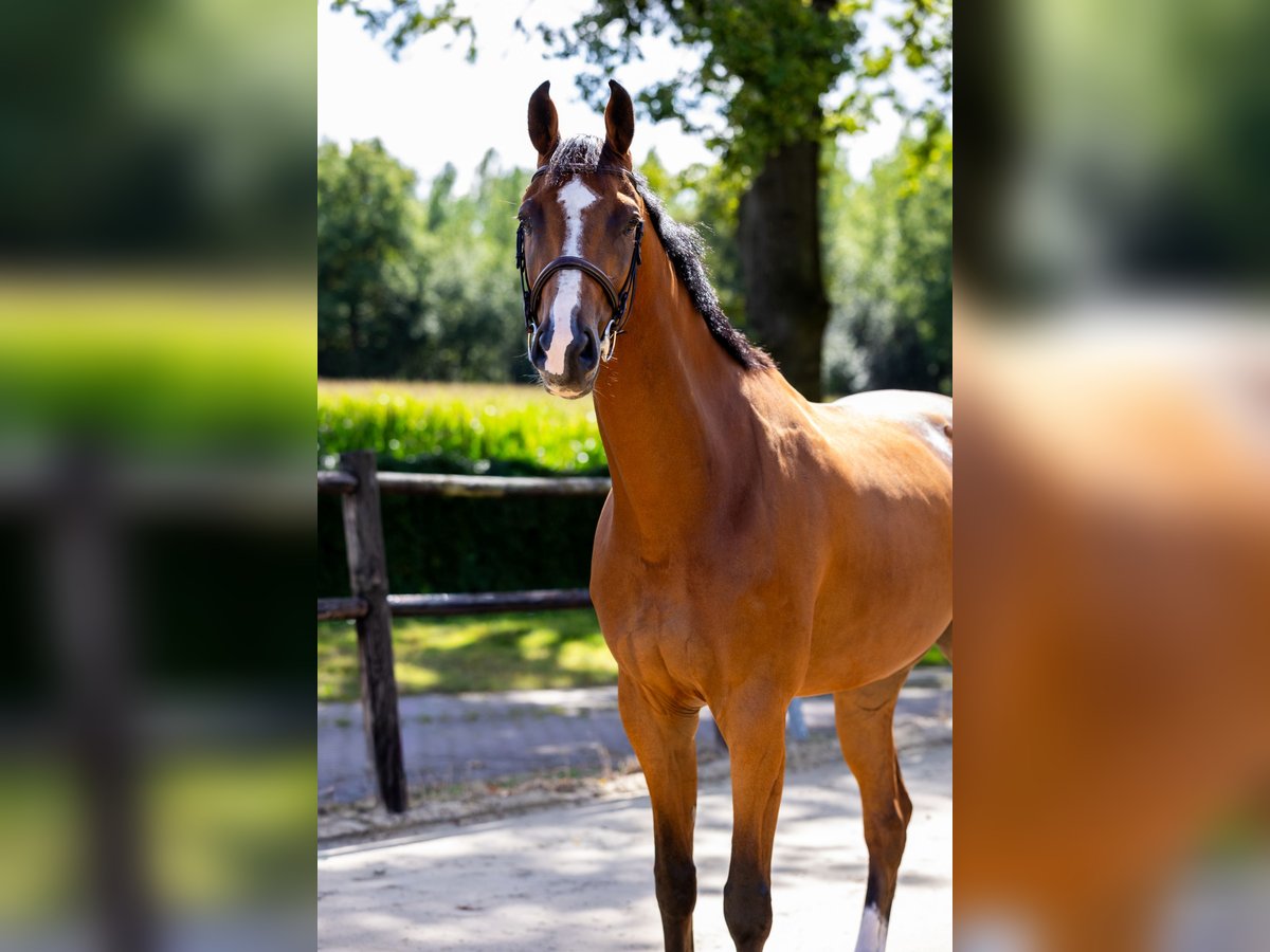 Zangersheider Gelding 5 years 17,1 hh Brown in DenekampDenekamp