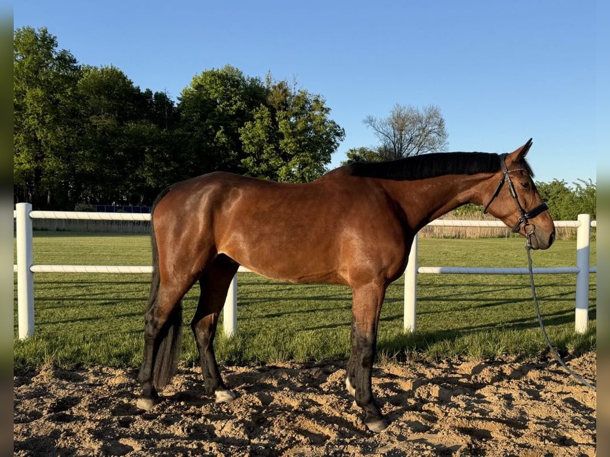 Zangersheider Gelding 5 years 17,2 hh Bay-Dark in Czerniewo