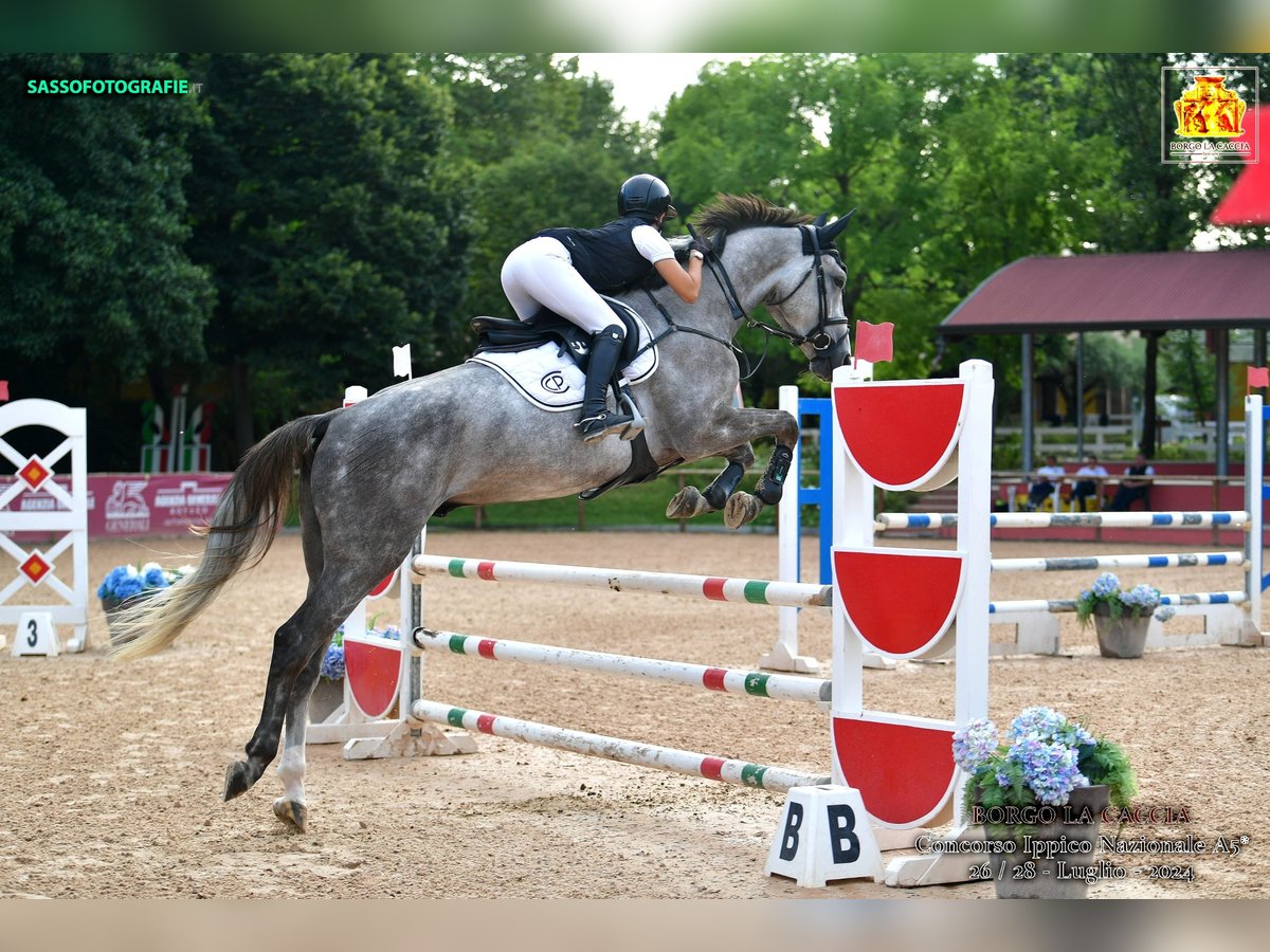 Zangersheider Gelding 5 years Gray in S Gravenwezel