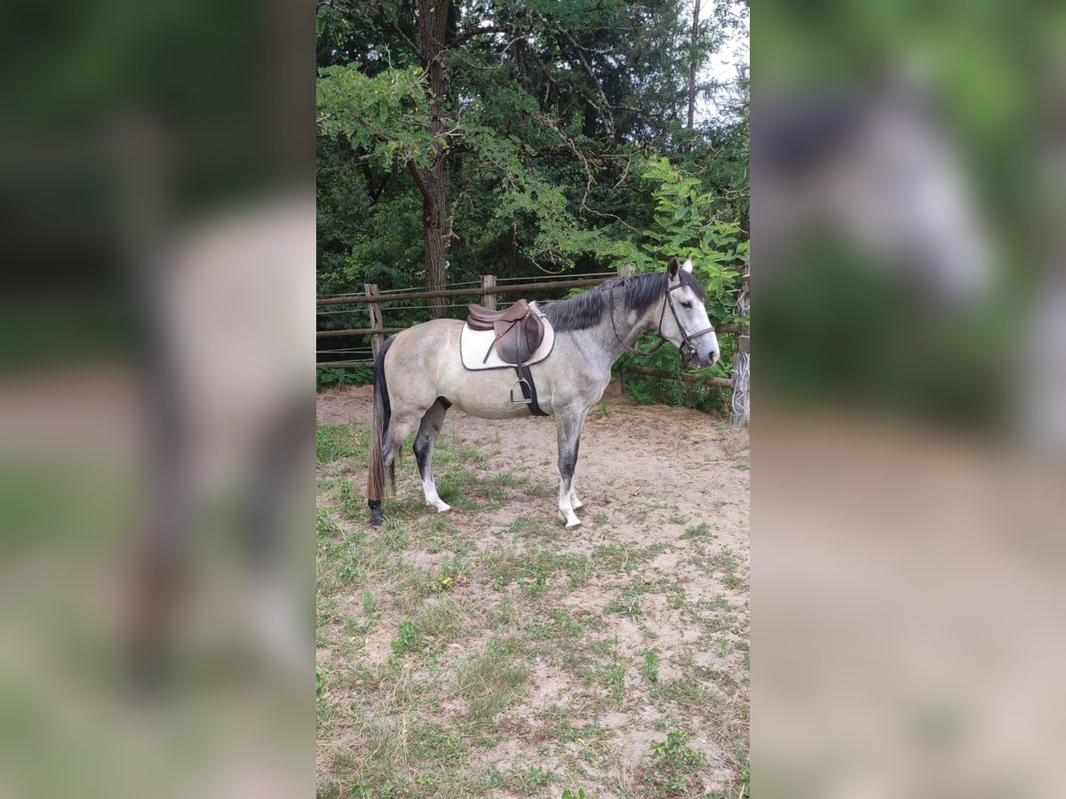 Zangersheider Gelding 6 years 15,2 hh Gray in La Ferté Saint Aubin