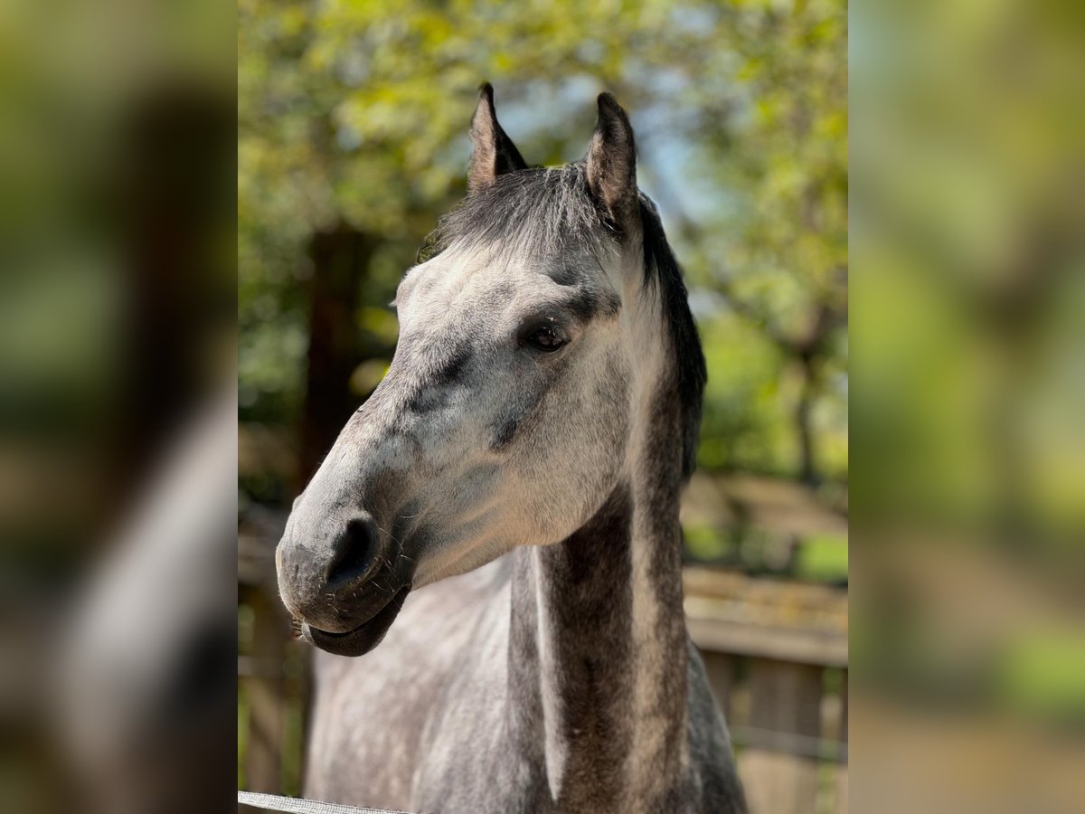 Zangersheider Gelding 6 years 15,3 hh Grey in W&#xFC;rzburg