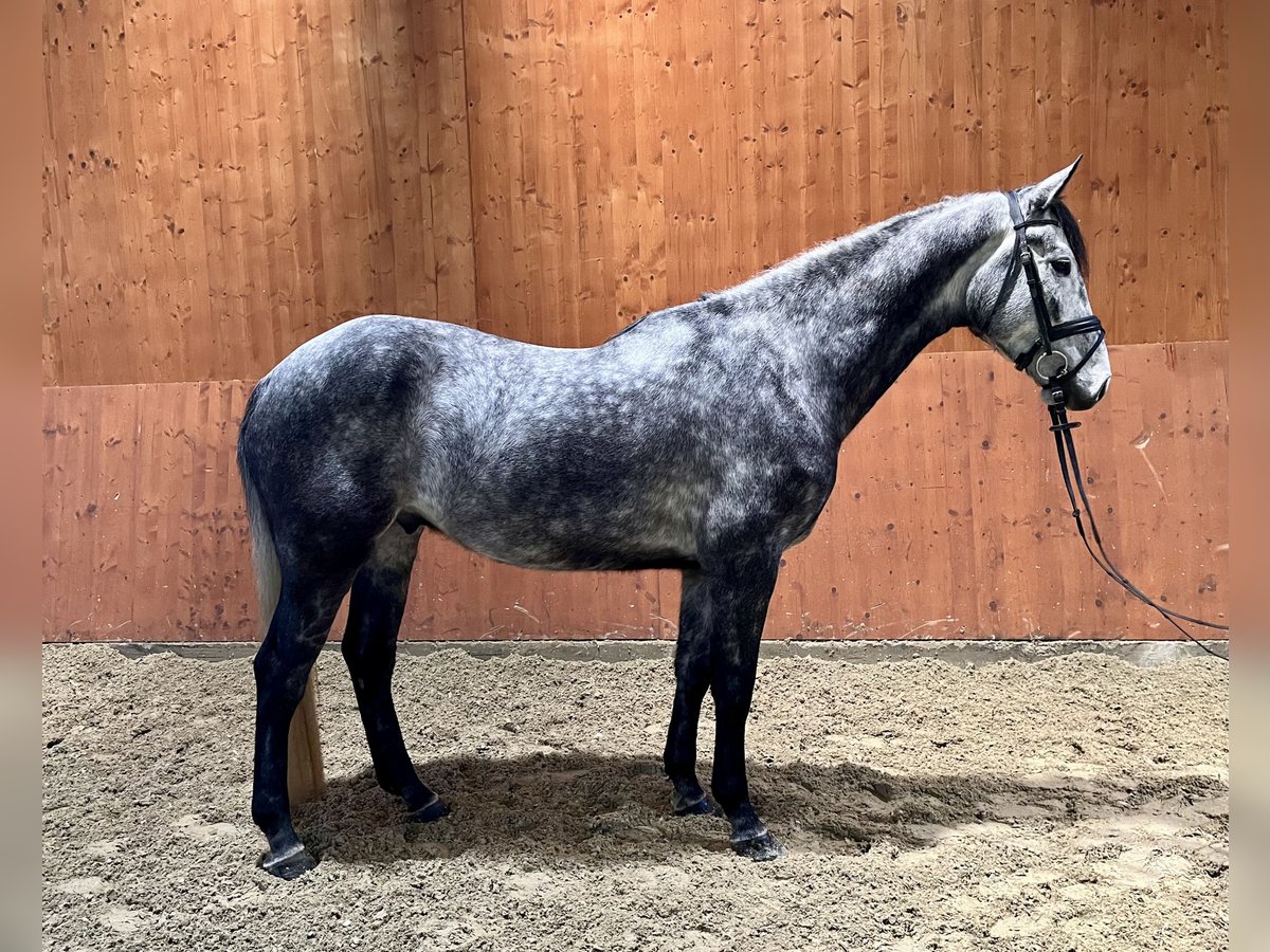 Zangersheider Gelding 6 years 16,2 hh Gray in Schömberg