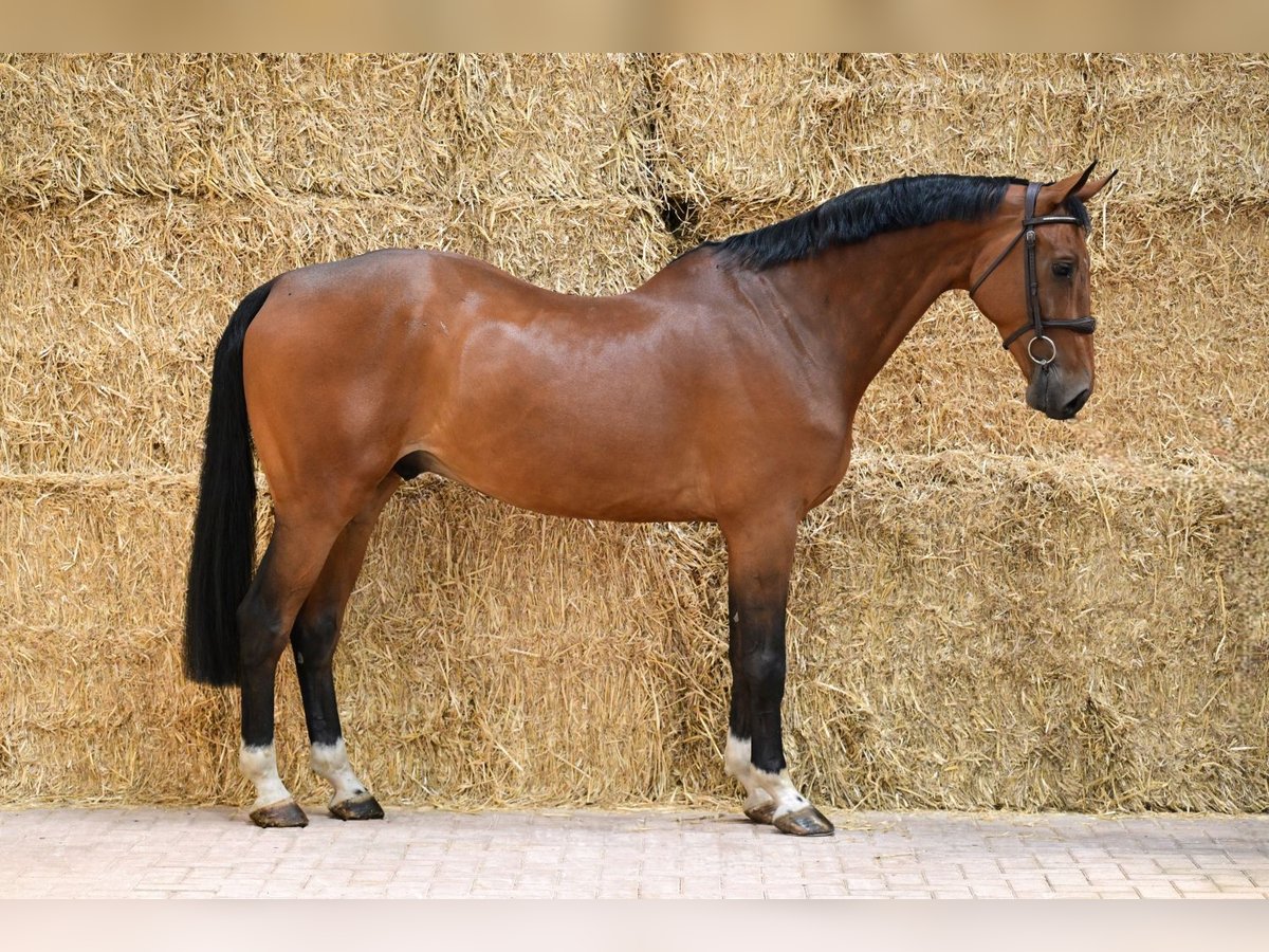Zangersheider Gelding 6 years 16 hh Bay in Bladel