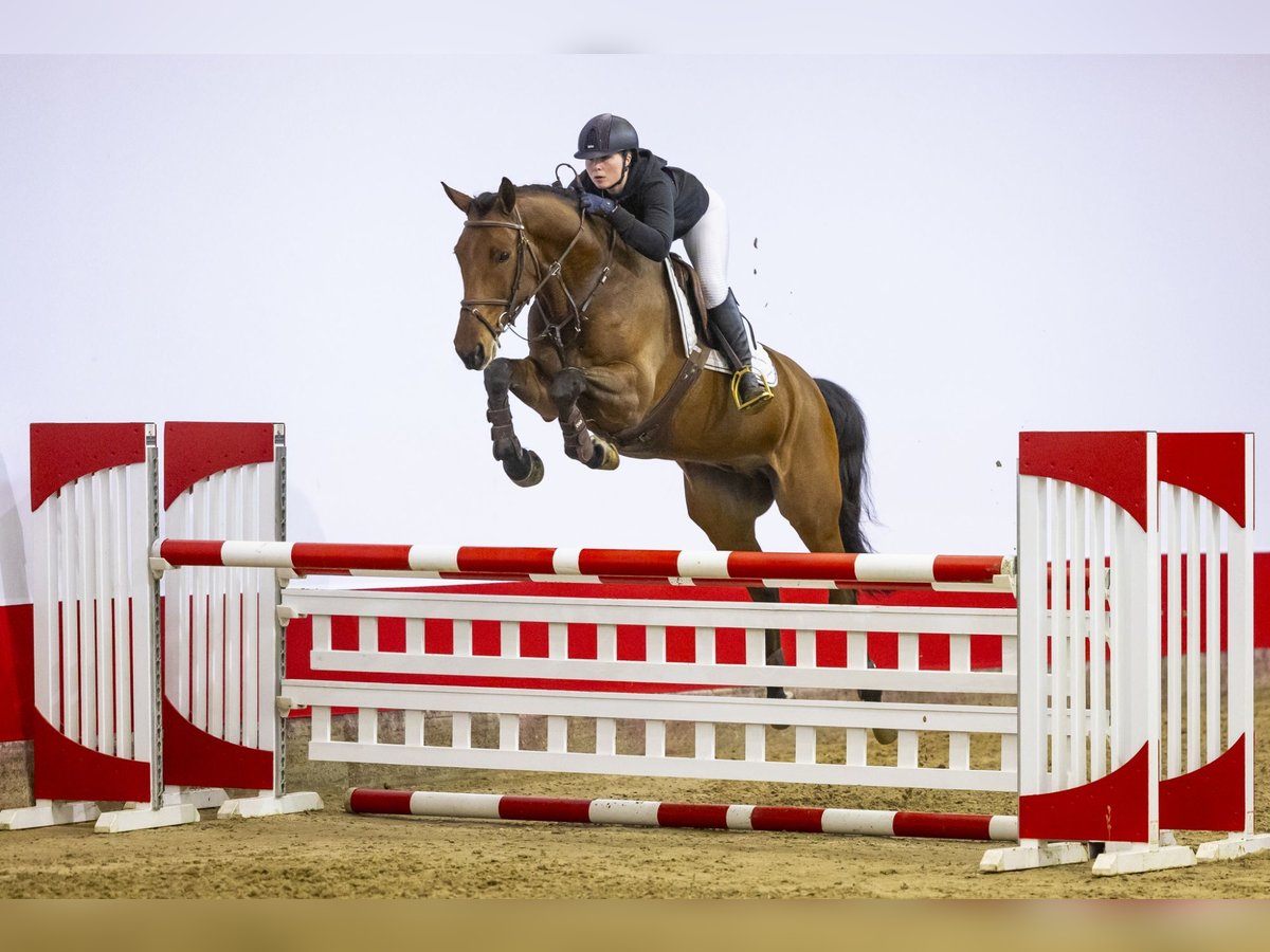 Zangersheider Gelding 6 years 16 hh Brown in Waddinxveen