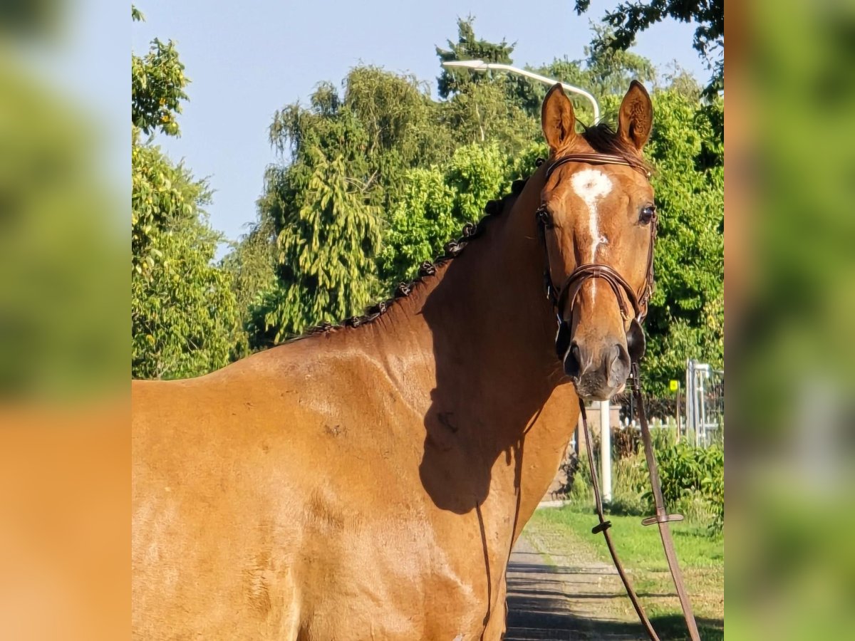 Zangersheider Gelding 6 years 16 hh in Someren