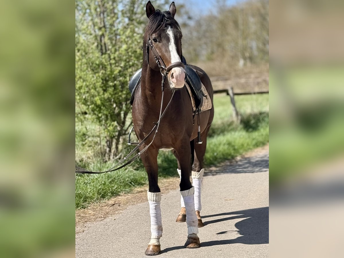Zangersheider Gelding 6 years 16,1 hh Brown in Saarbrücken