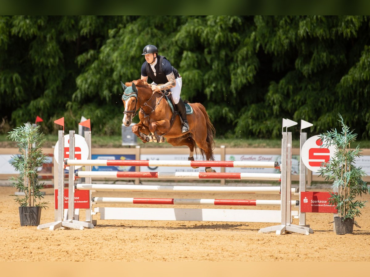 Zangersheider Gelding 6 years 16,1 hh Chestnut-Red in Breitenbrunn