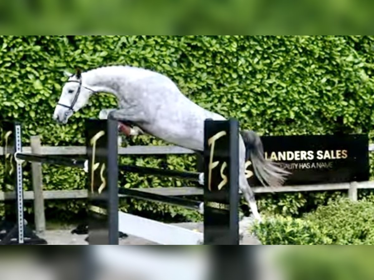 Zangersheider Gelding 6 years 16,1 hh Grey-Dapple in Haldensleben