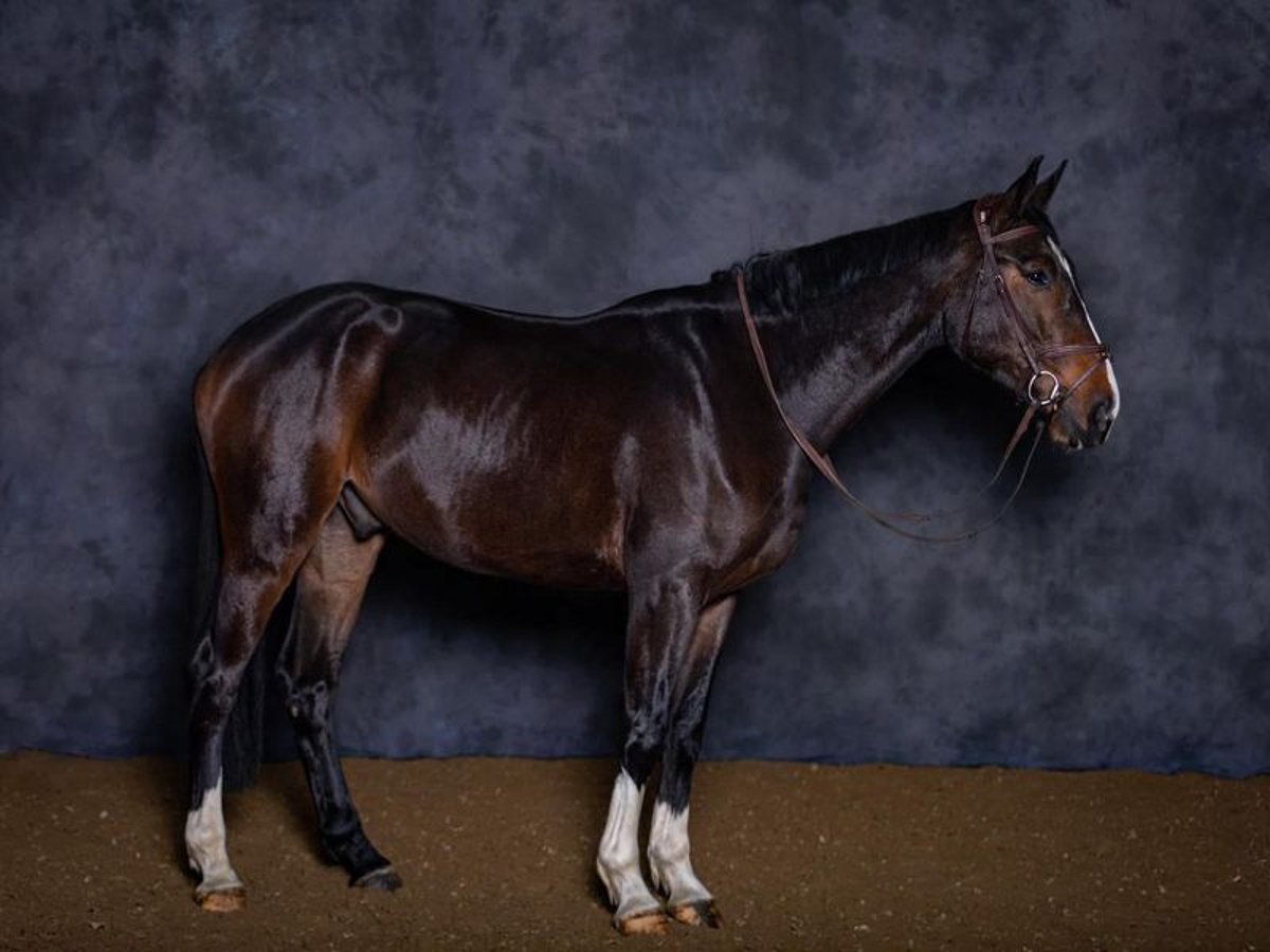 Zangersheider Gelding 6 years 17 hh Bay in Aix-en-Provence