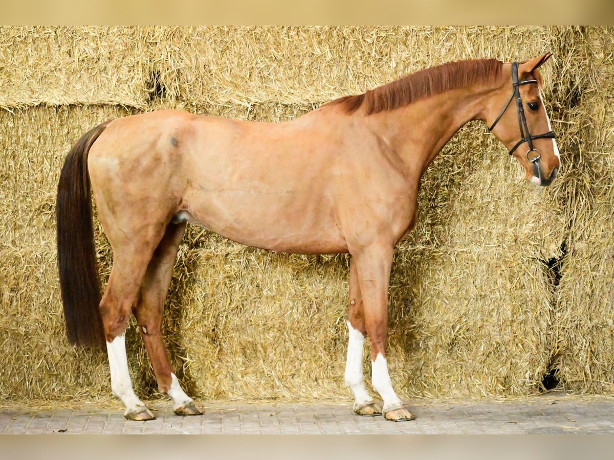 Zangersheider Gelding 6 years 17 hh Chestnut-Red in Bladel