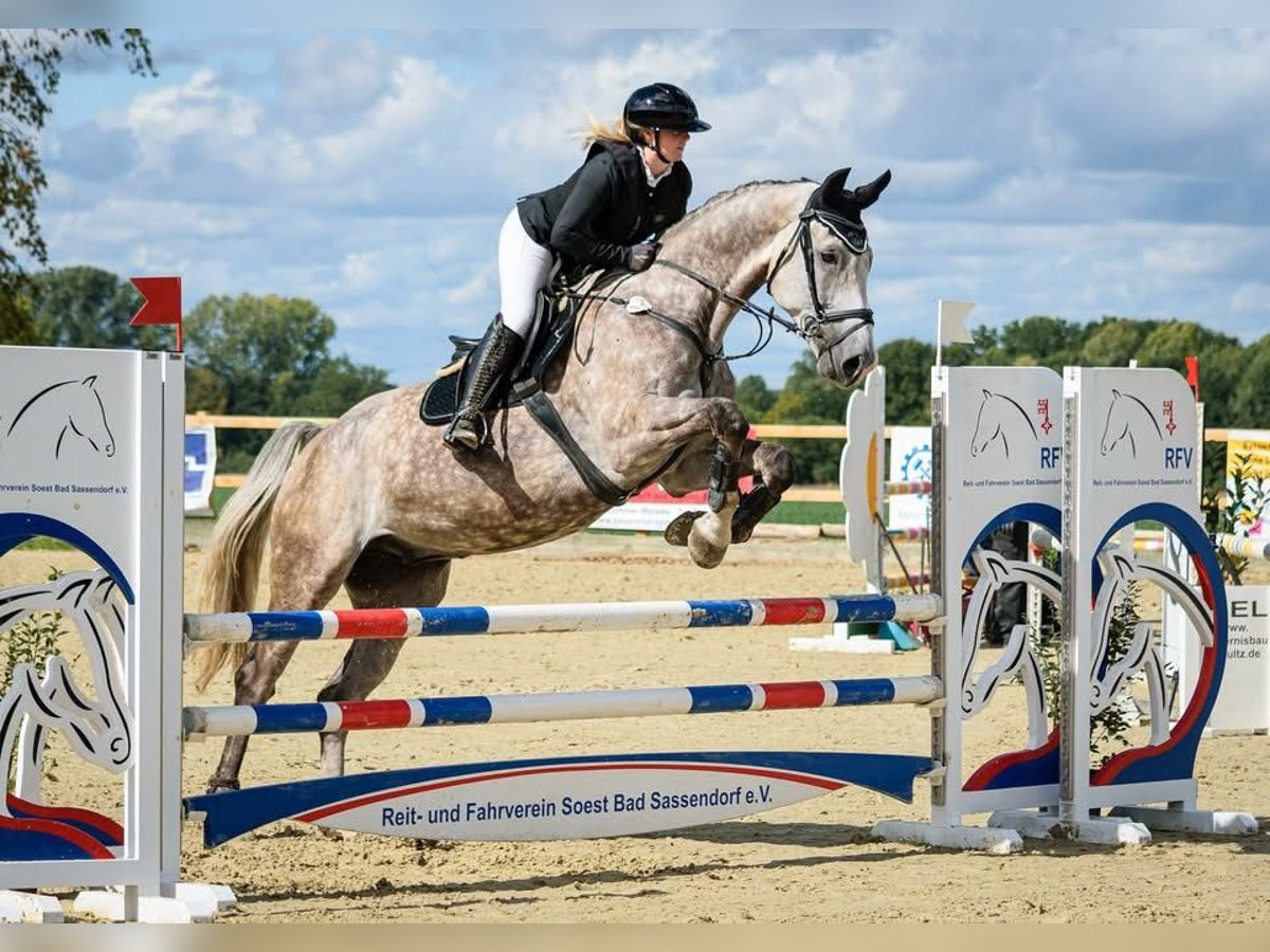 Zangersheider Gelding 6 years 17 hh Grey-Dapple in Soest