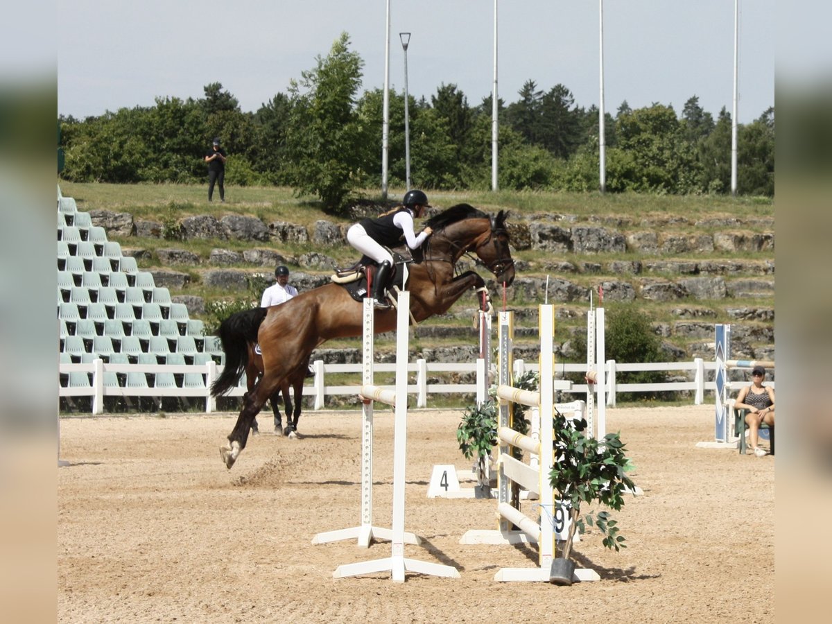 Zangersheider Gelding 6 years 17,1 hh Brown in Regensburg