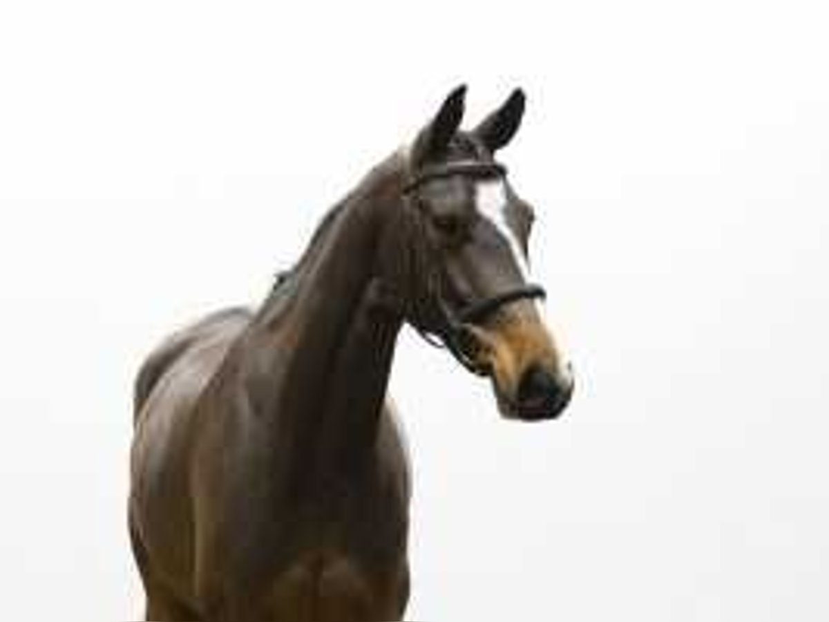 Zangersheider Gelding 7 years 16,1 hh Bay-Dark in Waddinxveen