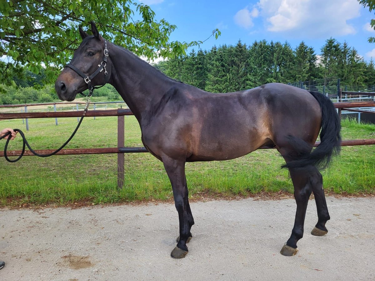 Zangersheider Gelding 7 years 16,1 hh Black in Osnabrück