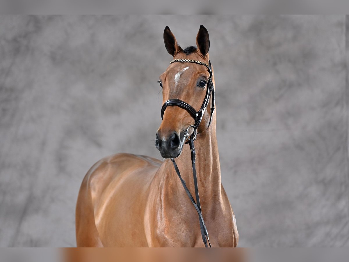 Zangersheider Gelding 7 years 16,1 hh Brown in Meppen