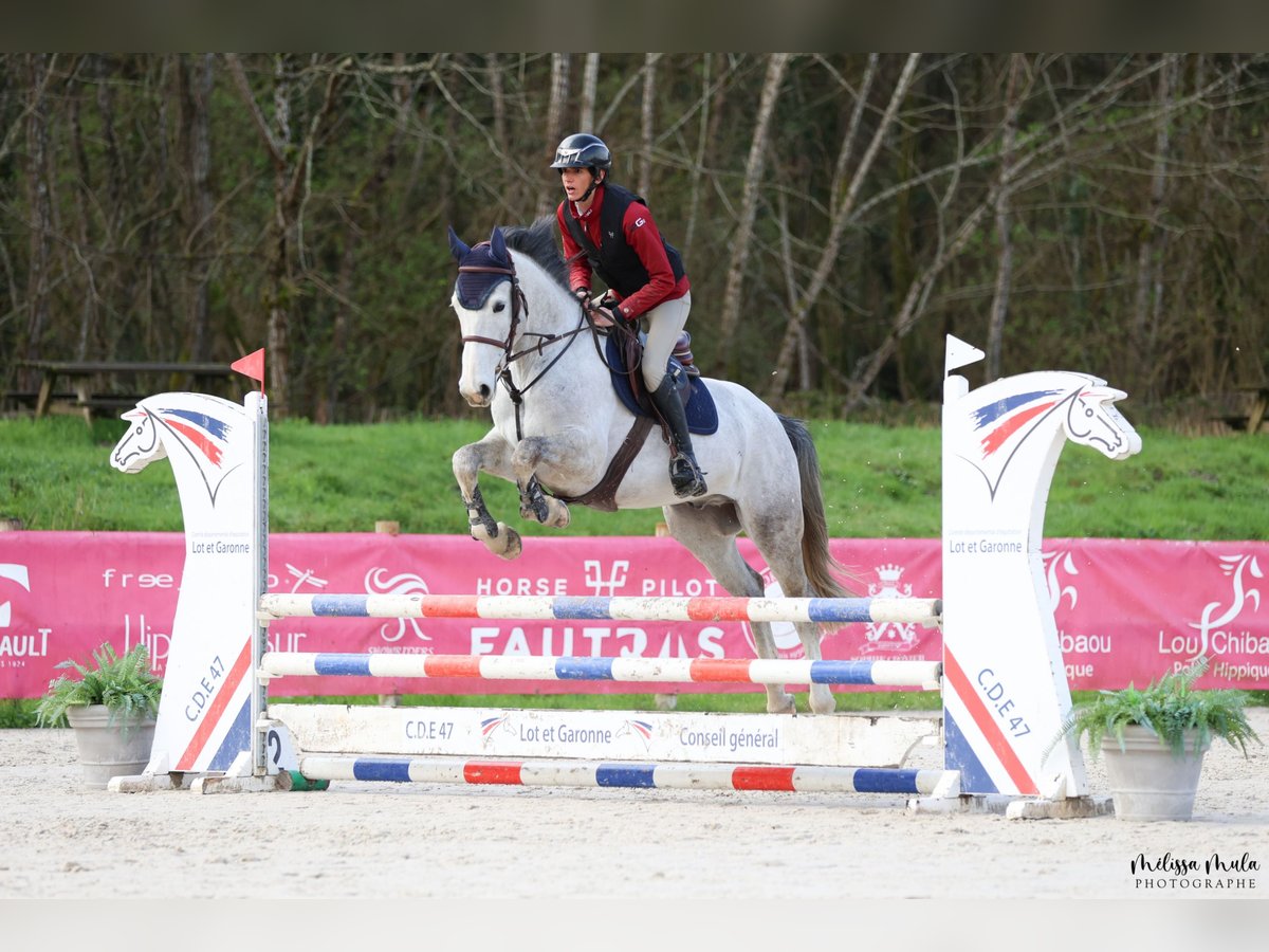 Zangersheider Gelding 7 years 16,1 hh Gray in Mulhouse