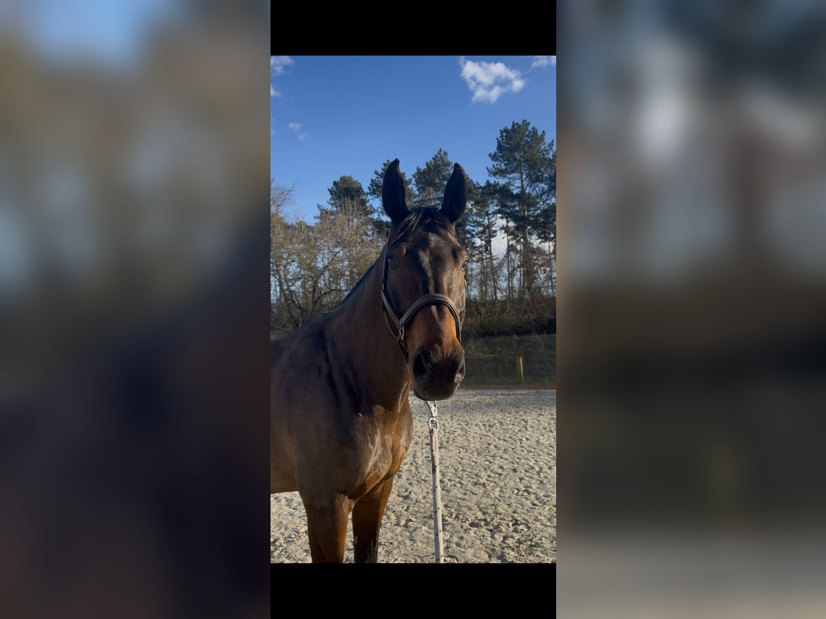 Zangersheider Gelding 7 years 16,2 hh Bay-Dark in Rh&#xF6;nblick