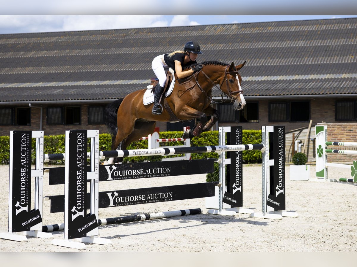Zangersheider Gelding 7 years 16 hh Brown in Waddinxveen