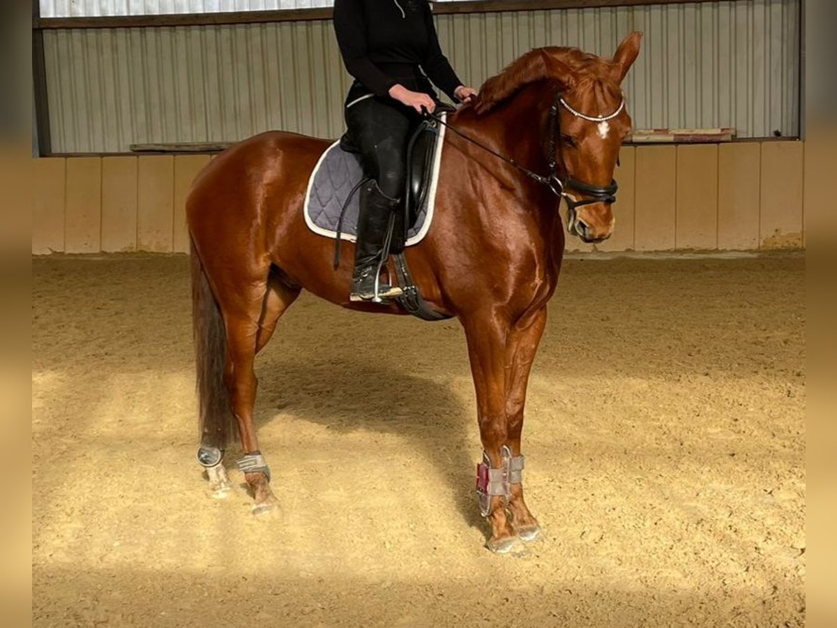 Zangersheider Gelding 7 years 16,1 hh Chestnut-Red in Ro&#xDF;dorf