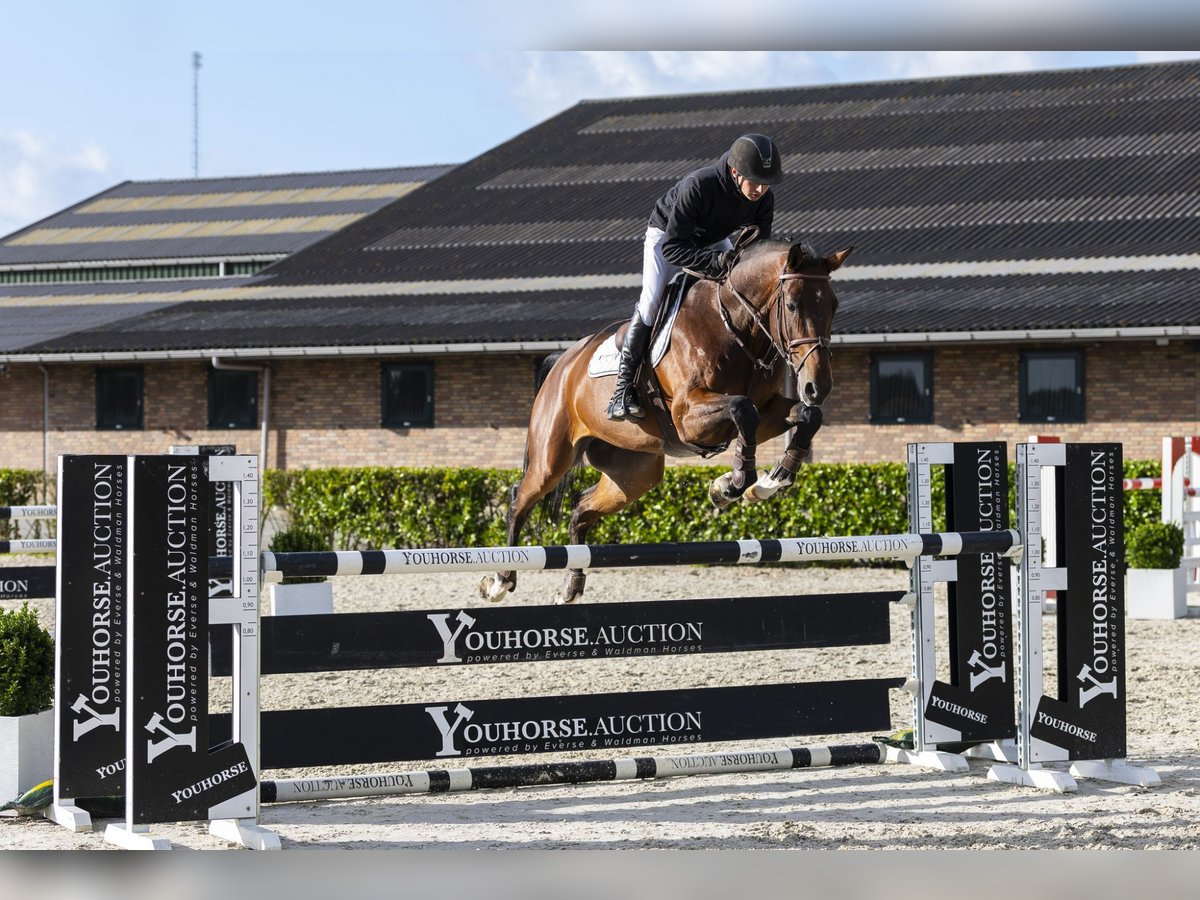 Zangersheider Gelding 7 years 16,2 hh Bay-Dark in Waddinxveen
