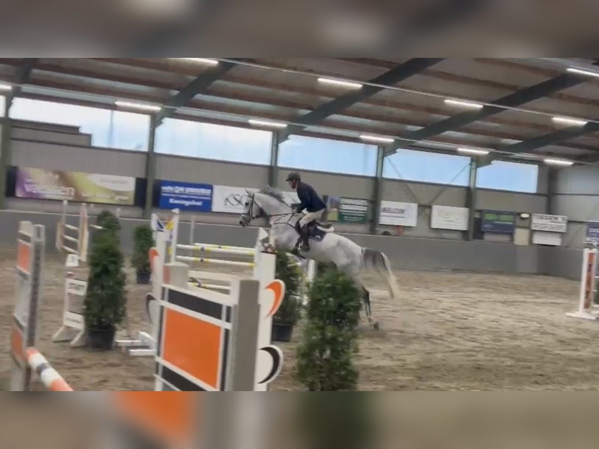 Zangersheider Gelding 7 years 16,2 hh Grey-Dapple in Schwalmtal