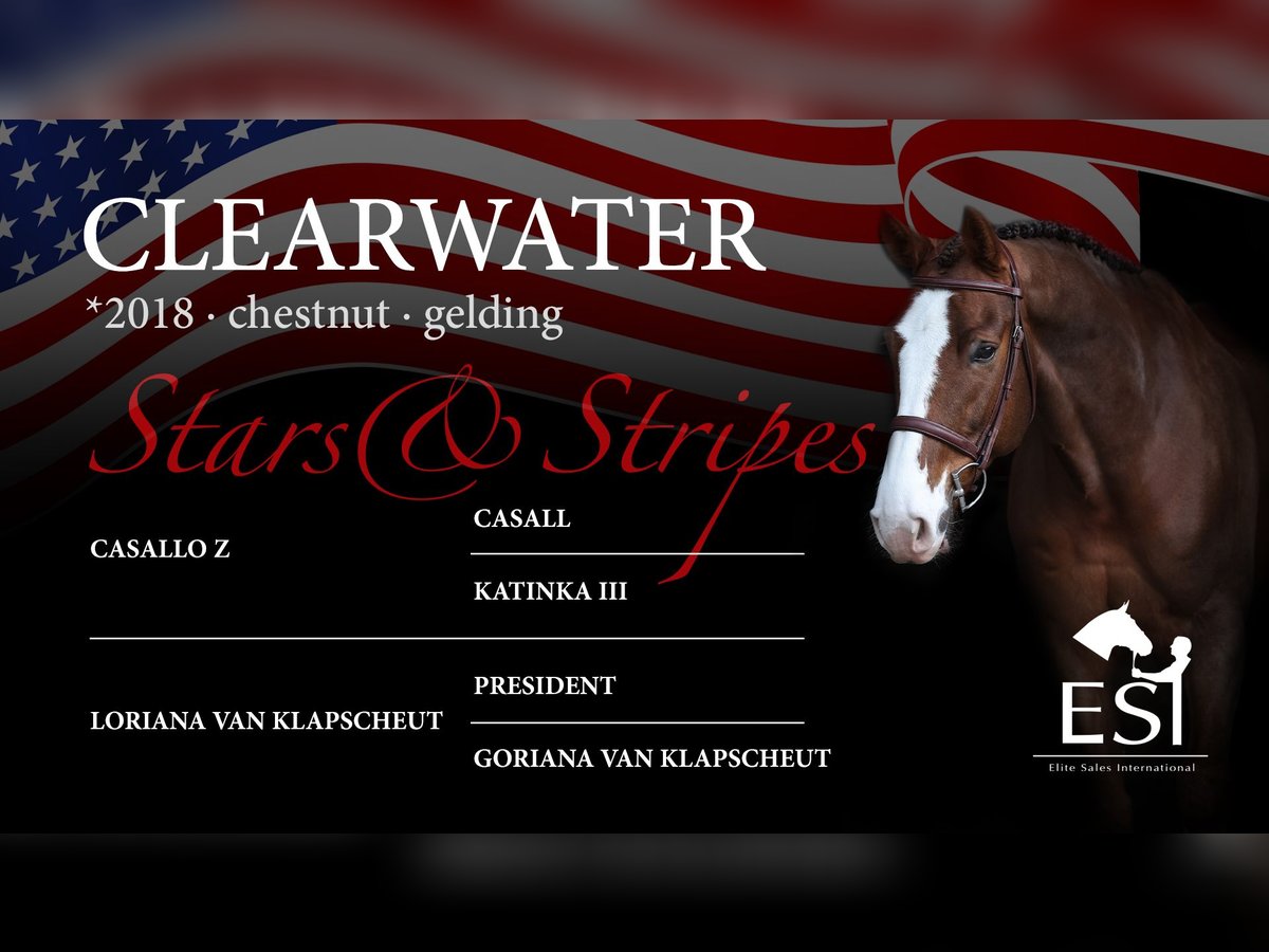 Zangersheider Gelding 7 years 16,3 hh Chestnut-Red in Lastrup