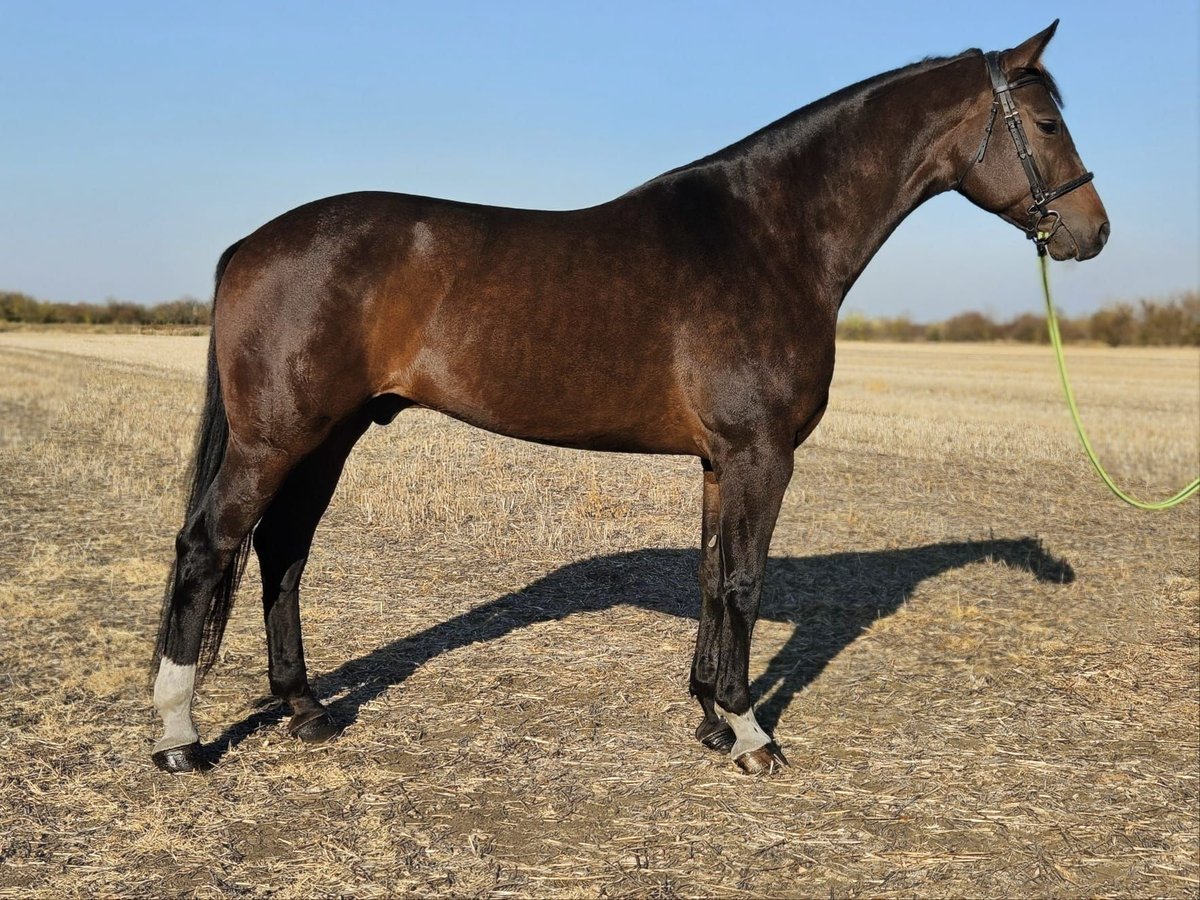 Zangersheider Gelding 7 years 17 hh Brown in B&#xE9;k&#xE9;s