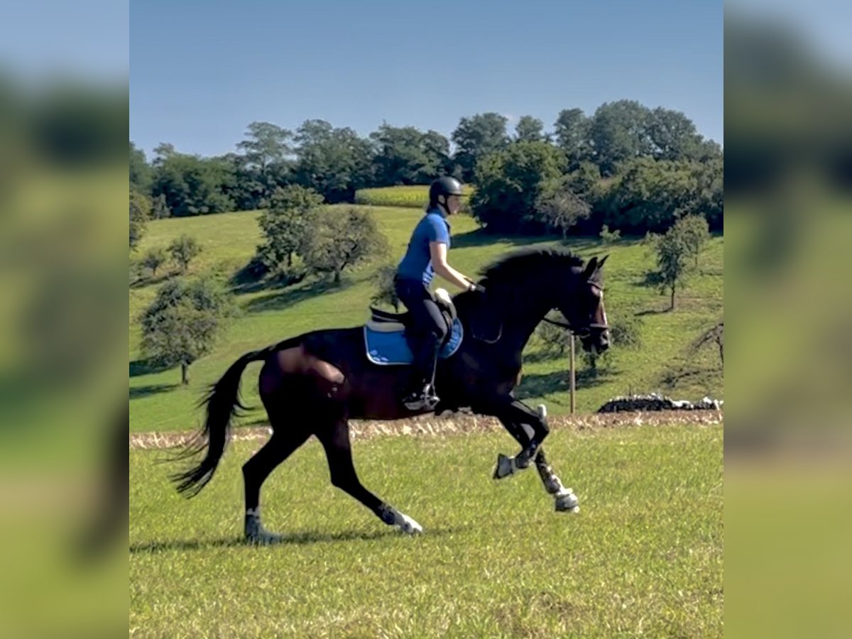 Zangersheider Gelding 7 years 17 hh Brown in Pfaffenhofen Weiler