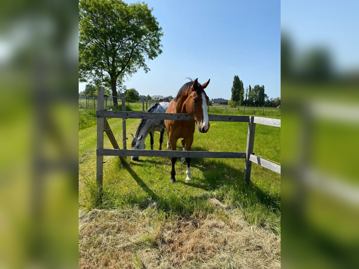 Zangersheider Gelding 7 years 17,1 hh Brown-Light in Aalter