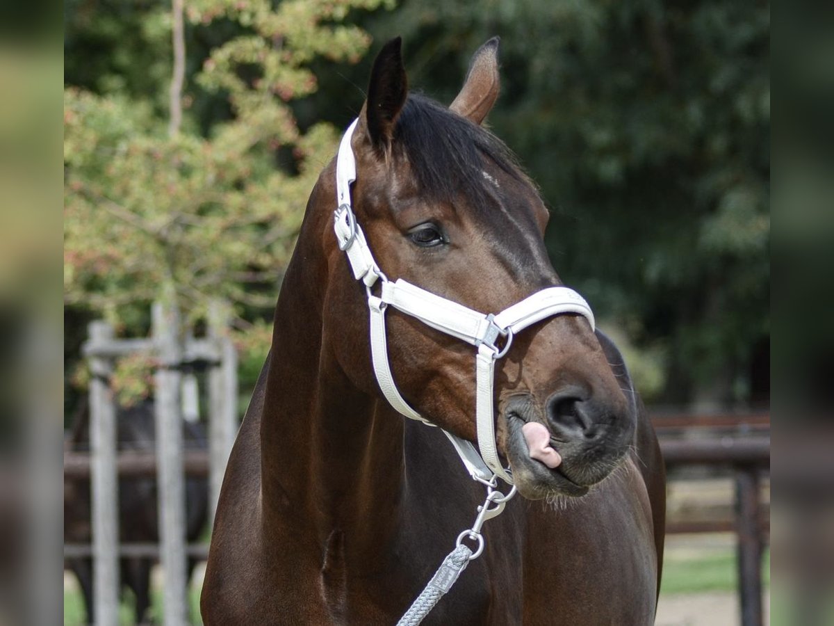 Zangersheider Gelding 7 years 17,1 hh Brown in Radegast